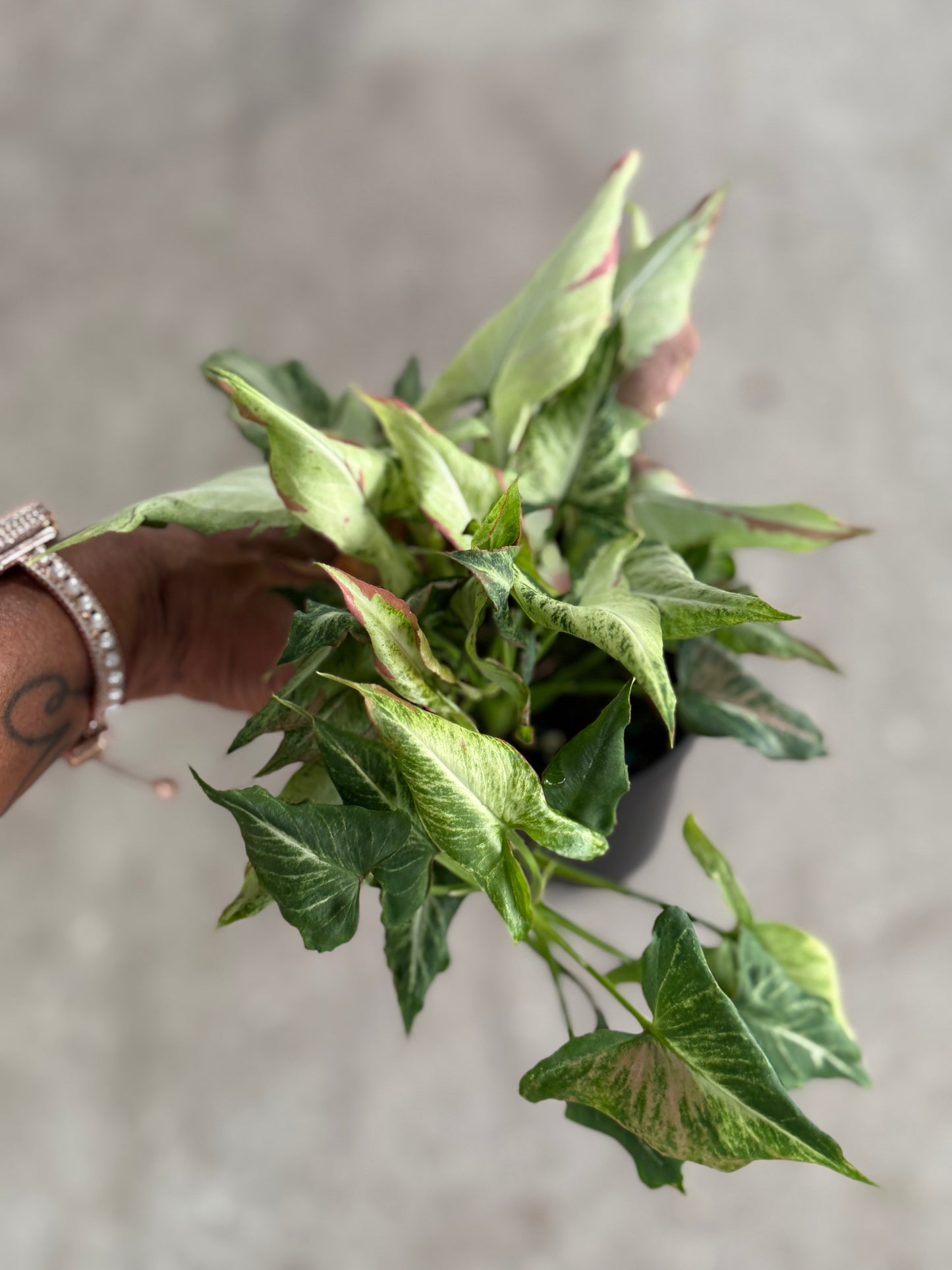 Syngonium 'Pink Salmon'