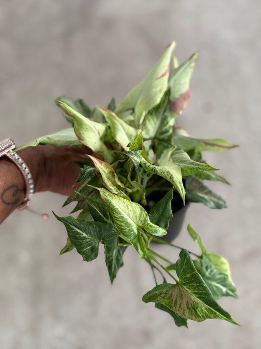 Syngonium 'Pink Salmon'