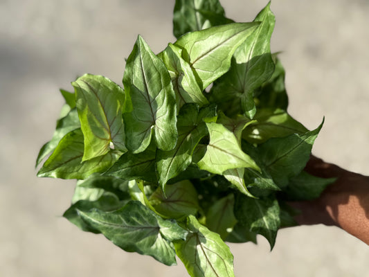 Syngonium 'Tiffany'