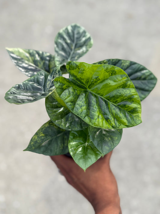 Alocasia Sinuata ‘Quilted Dreams’ variegated