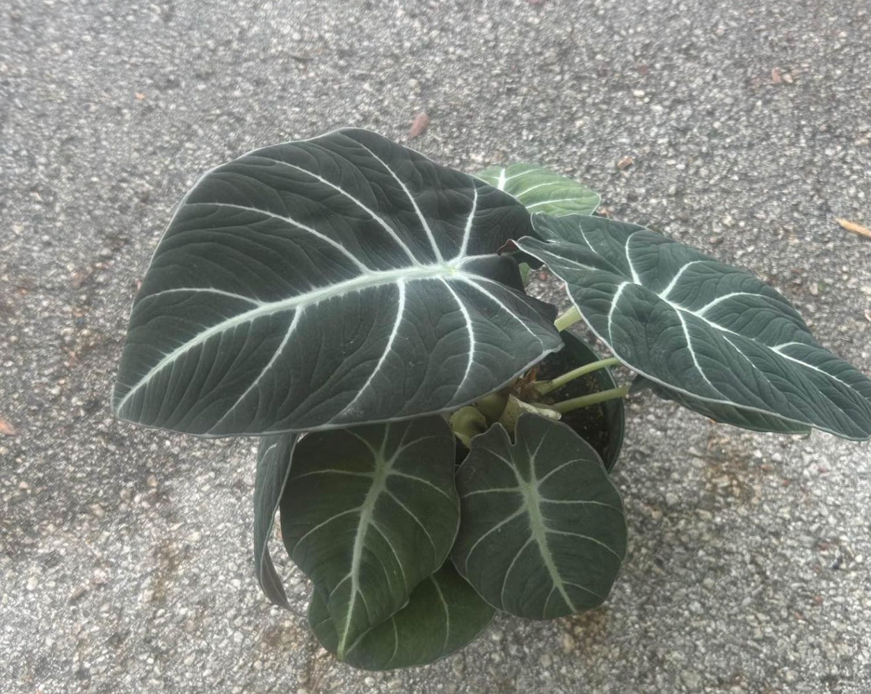 6” Alocasia pink dragon, 4” Alocasia silver dragon, 6” Alocasia black velvet with heat pack.