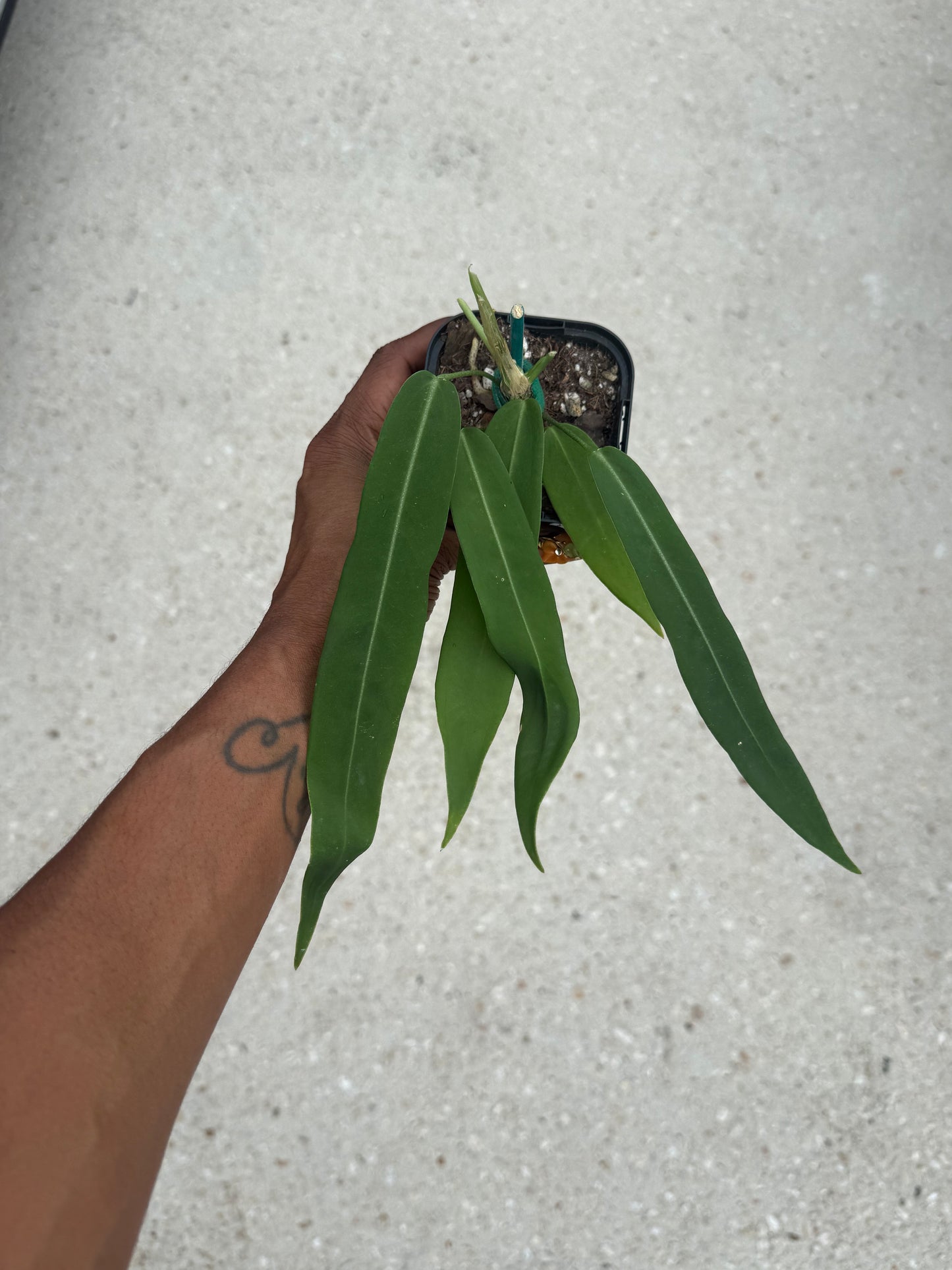 Anthurium pallidiflorum