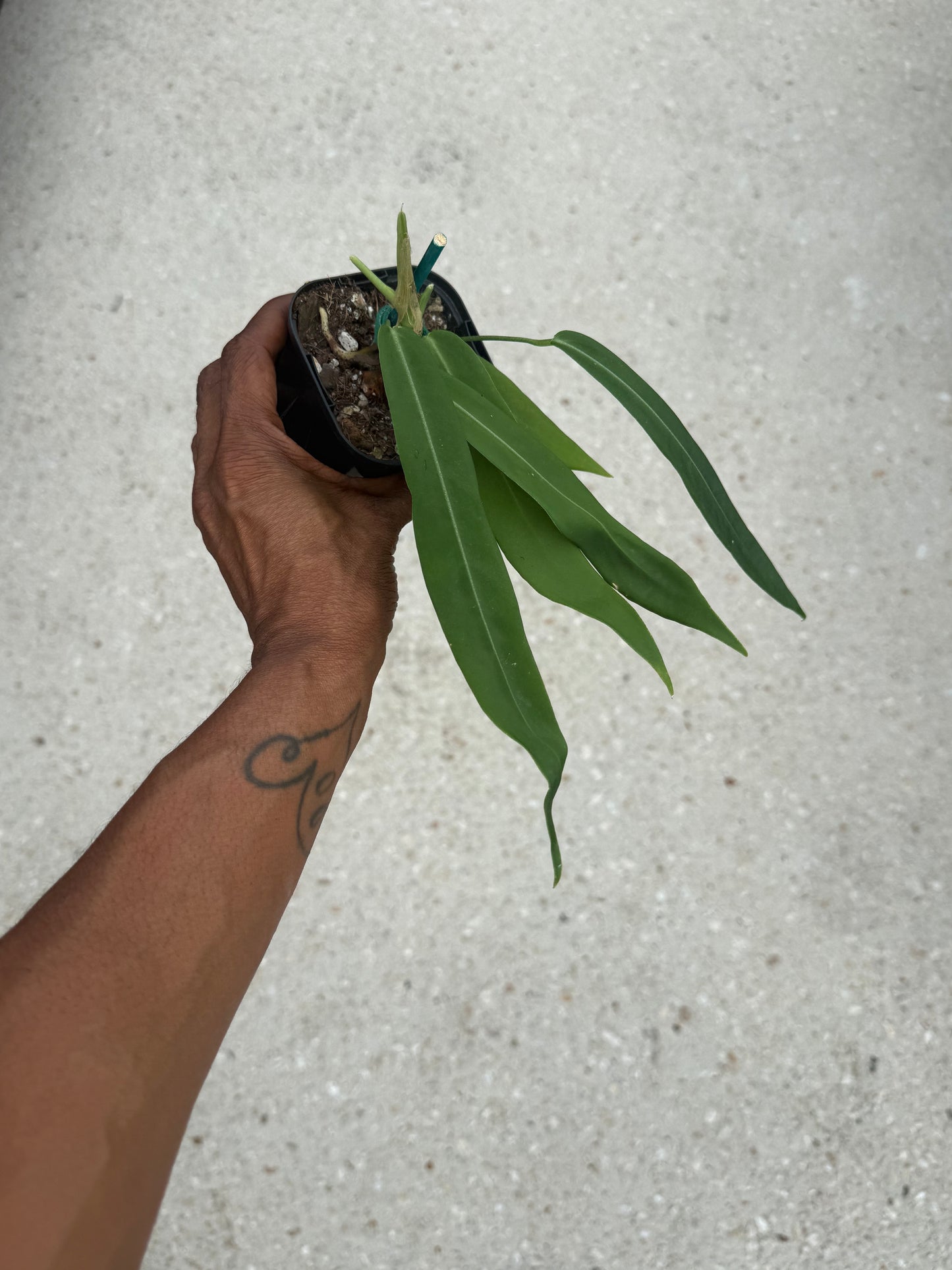 Anthurium pallidiflorum