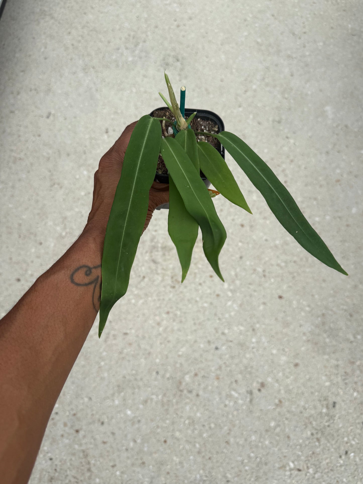 Anthurium pallidiflorum