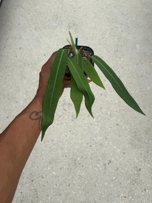 Anthurium Pallidiflorum