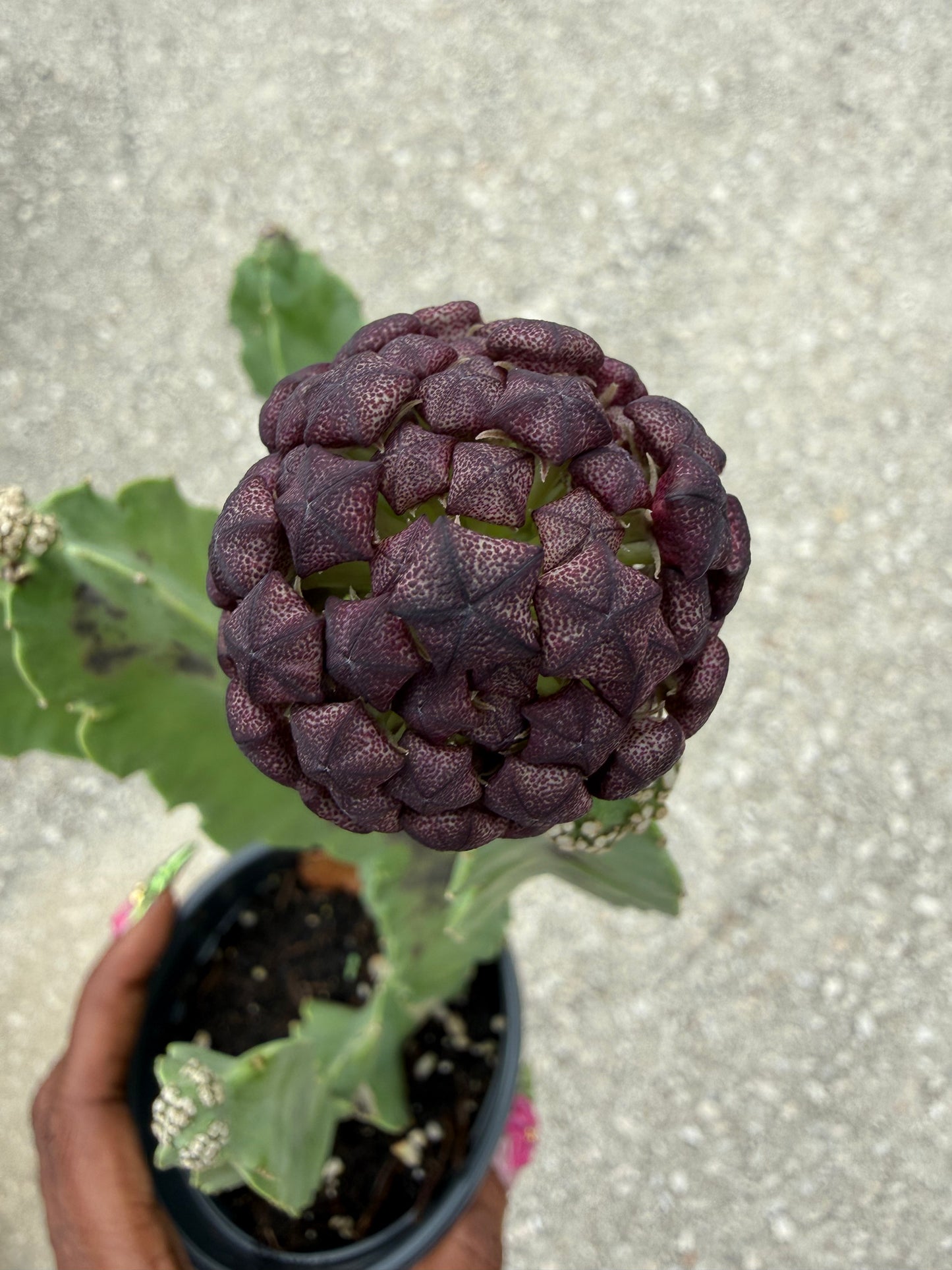 Caralluma speciosa