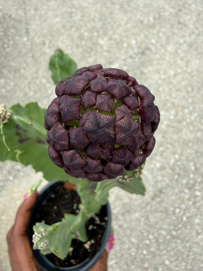 Caralluma speciosa
