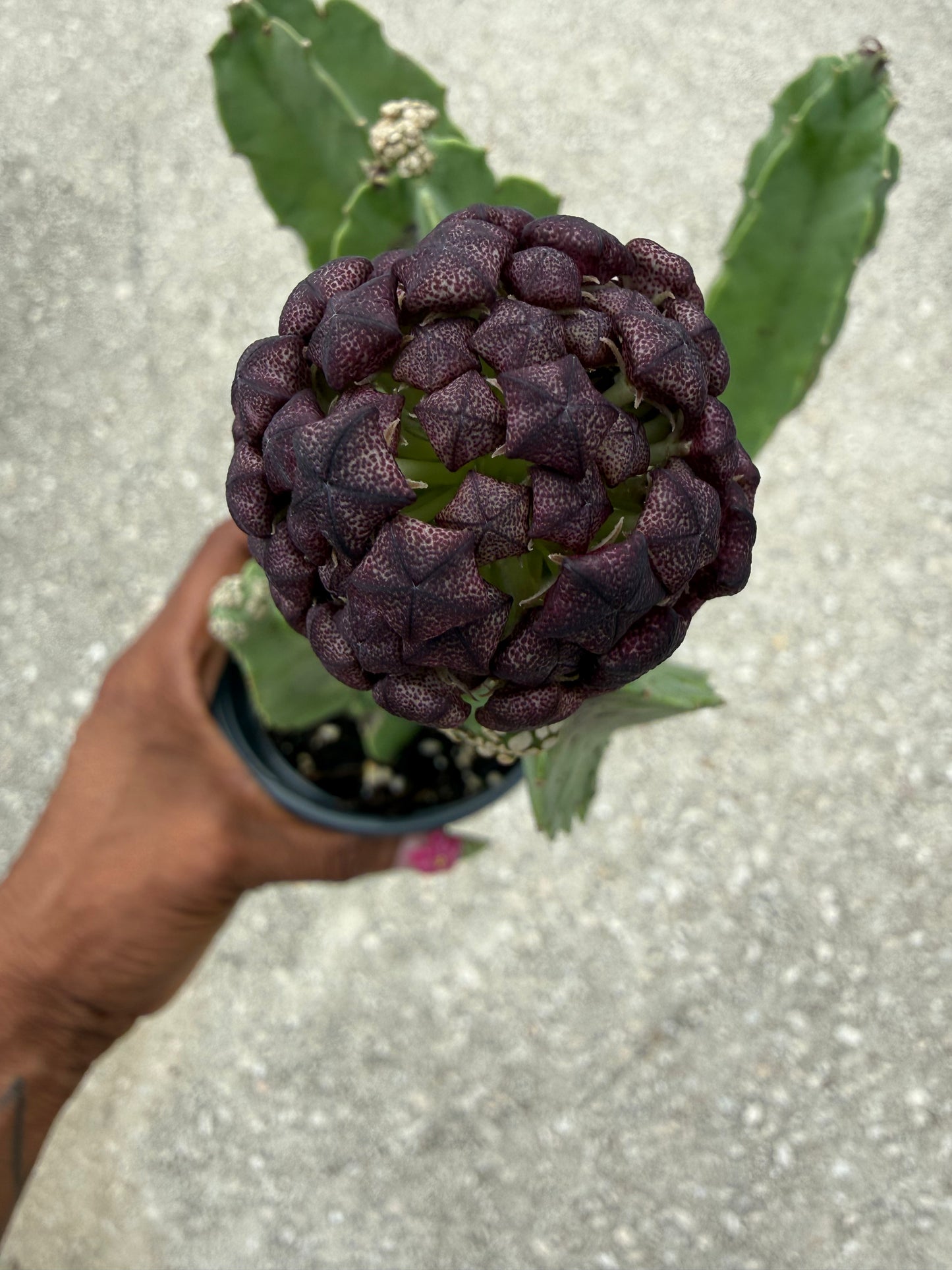 Caralluma speciosa