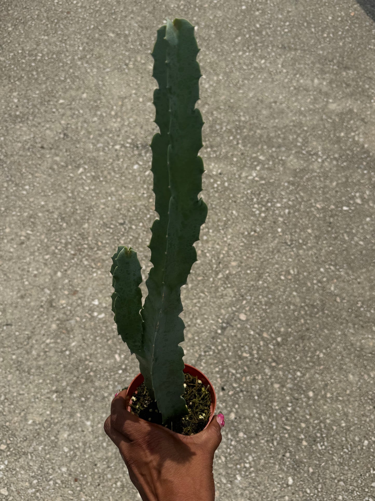 Caralluma speciosa