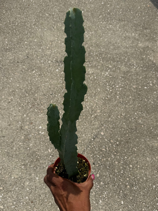 Caralluma speciosa