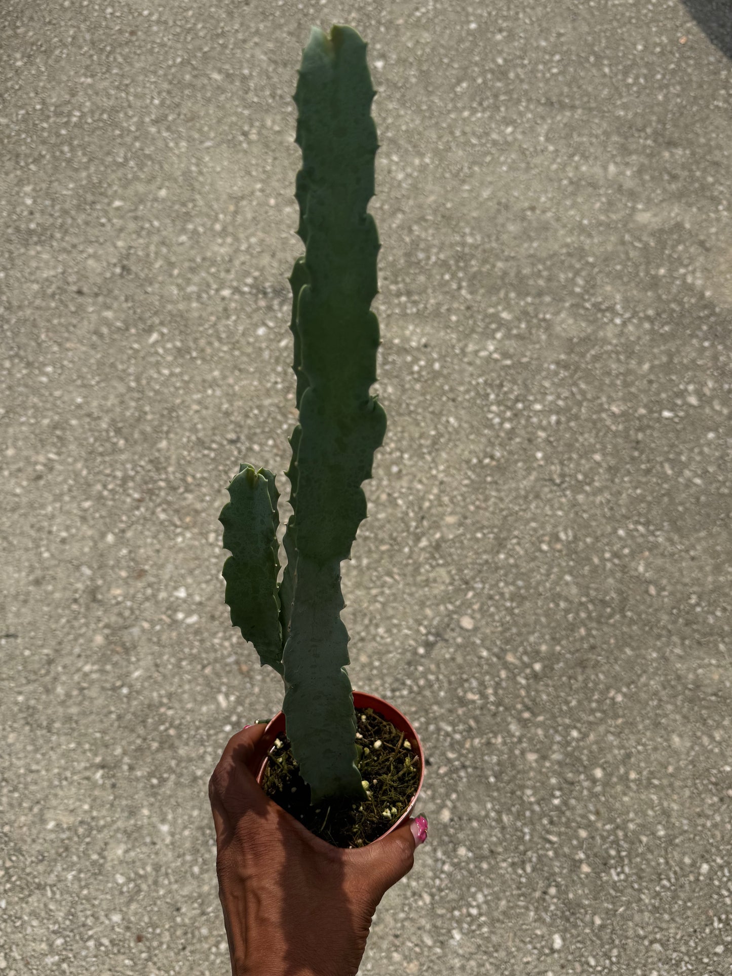 Caralluma speciosa