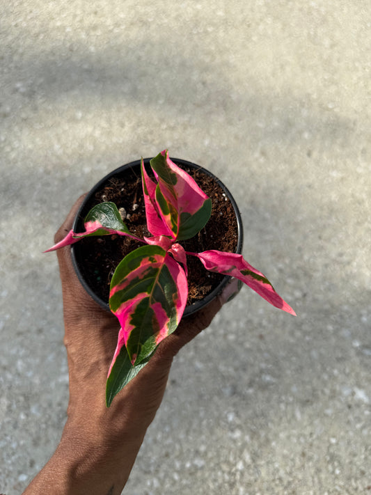 Alternanthera ficoidea 'Party Time'