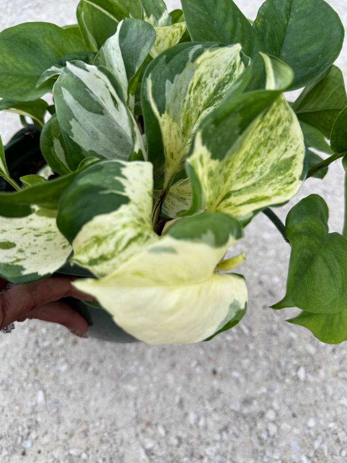 Epipremnum Aureum 'Manjula' (Pothos)