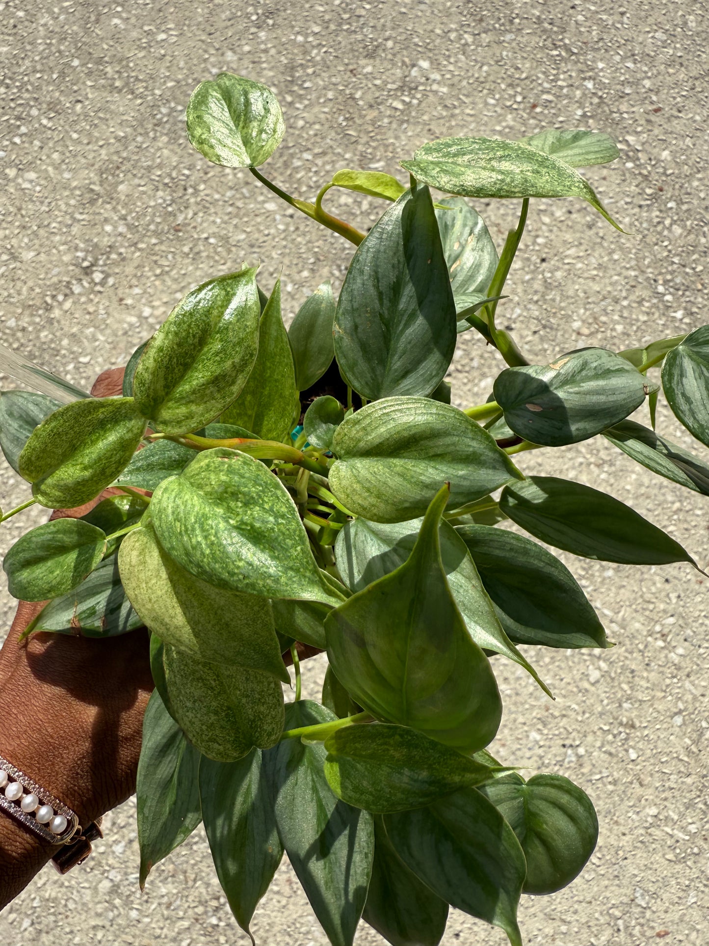 Philodendron 'Sodiroi' Variegated