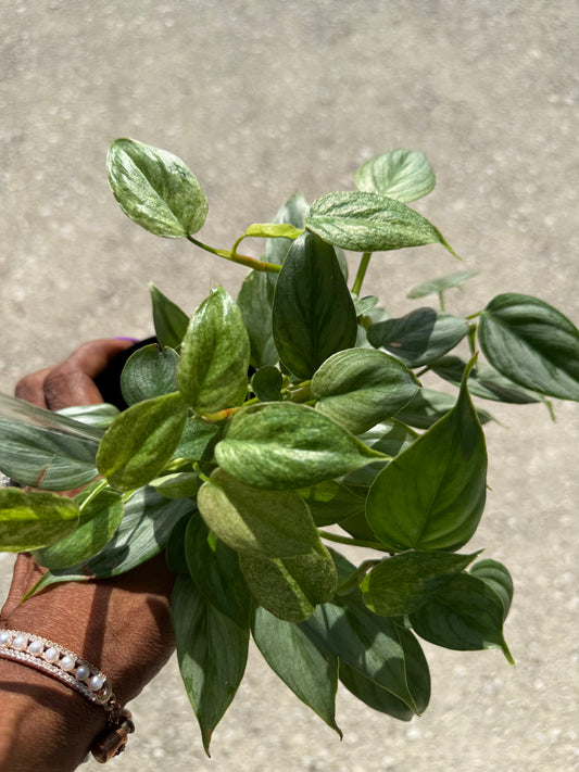 Philodendron 'Sodiroi' Variegated