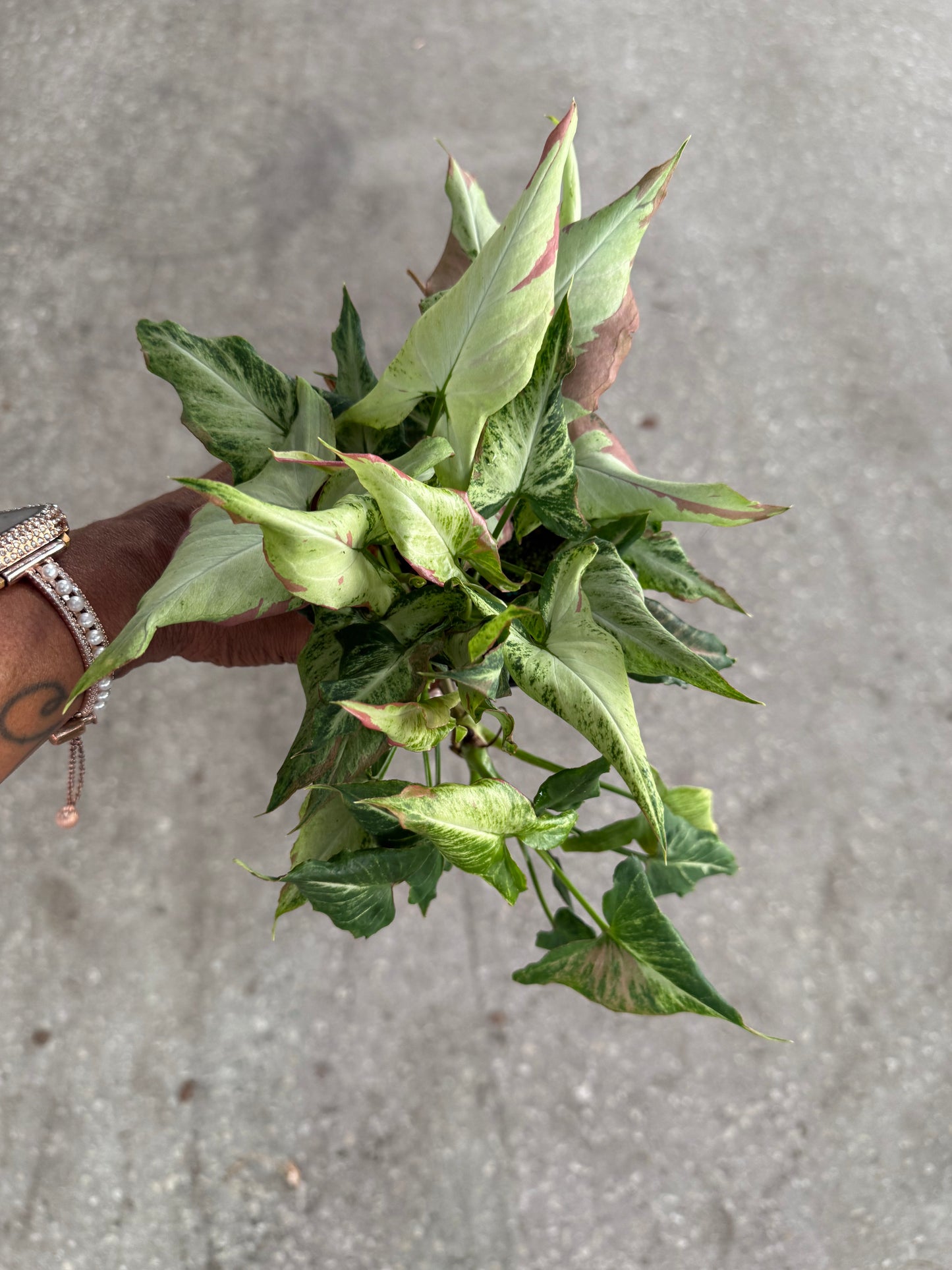 Syngonium 'Pink Salmon'