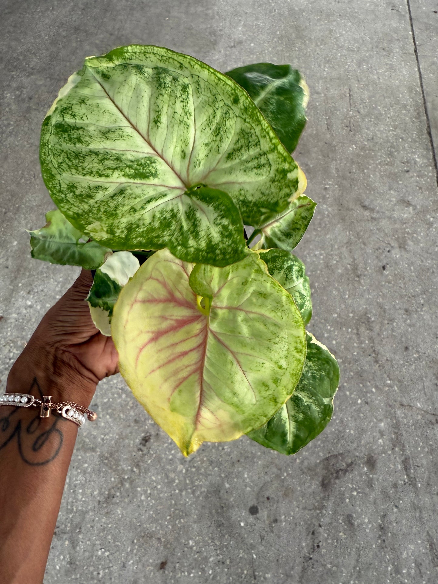 Syngonium 'Orm Thong'