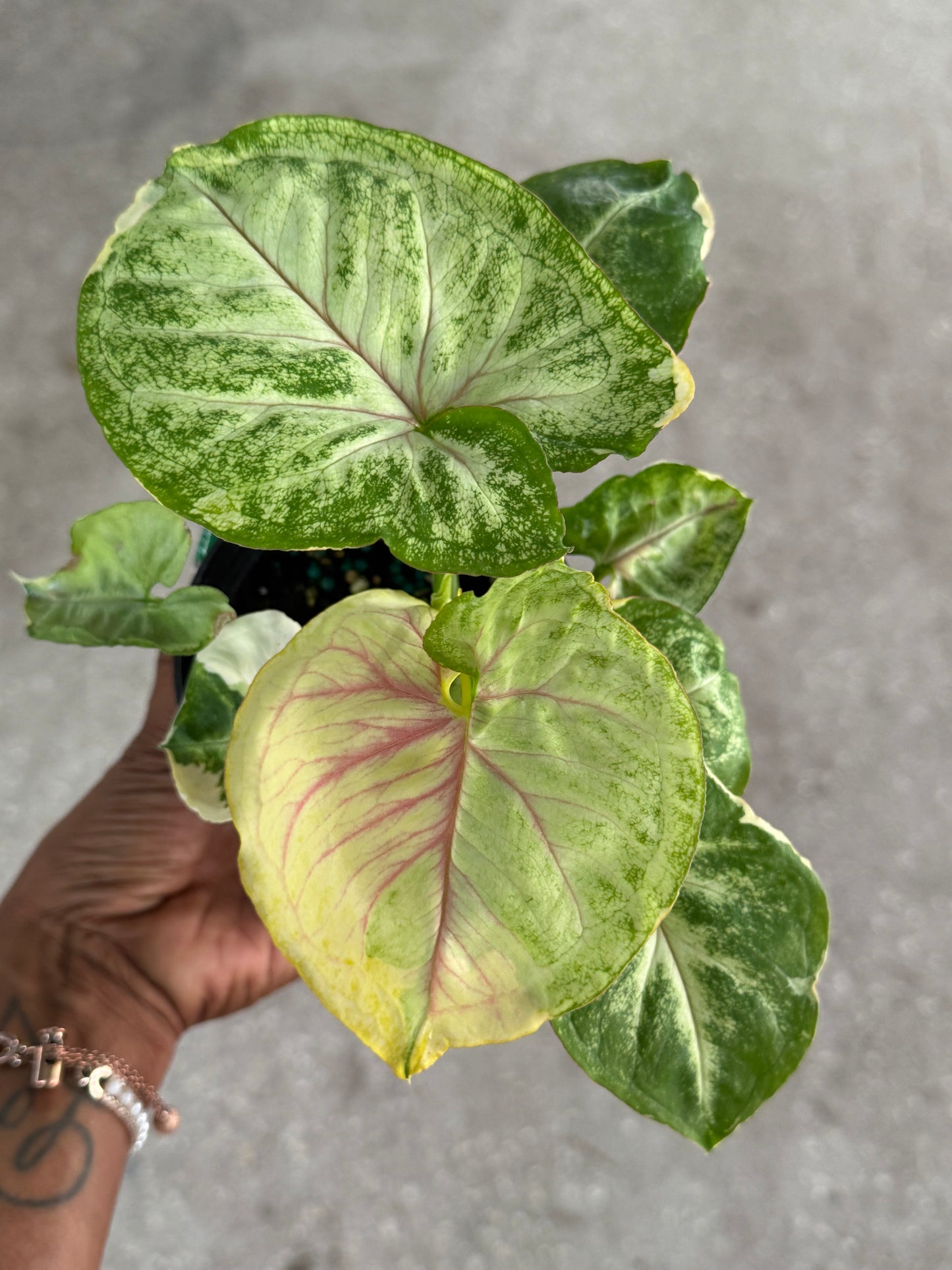 Syngonium 'Orm Thong'