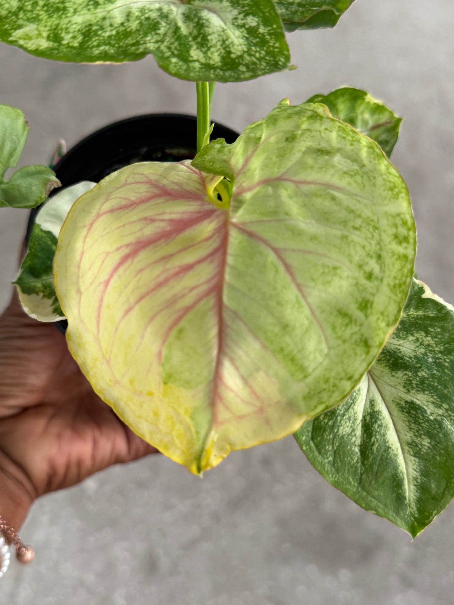 Syngonium 'Orm Thong'