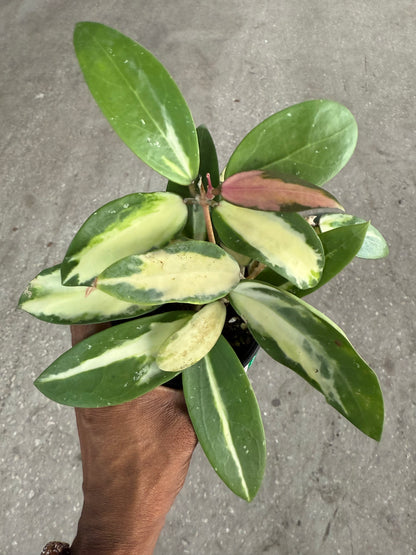 Hoya Acuta (Inner Variegated)