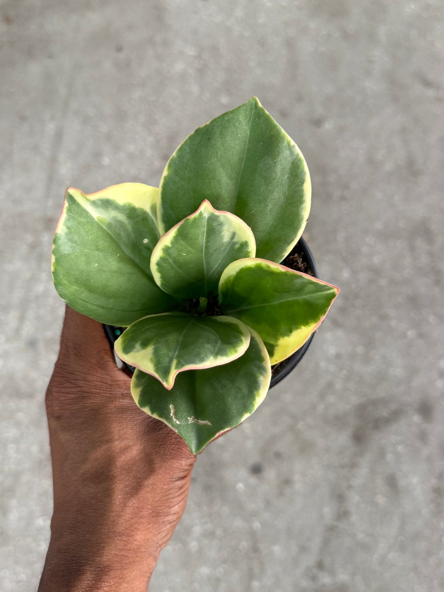 Hoya 'Pachyclada' Outer Variegated albomarginata