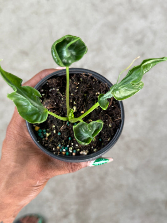 Alocasia 'Teletubbies'
