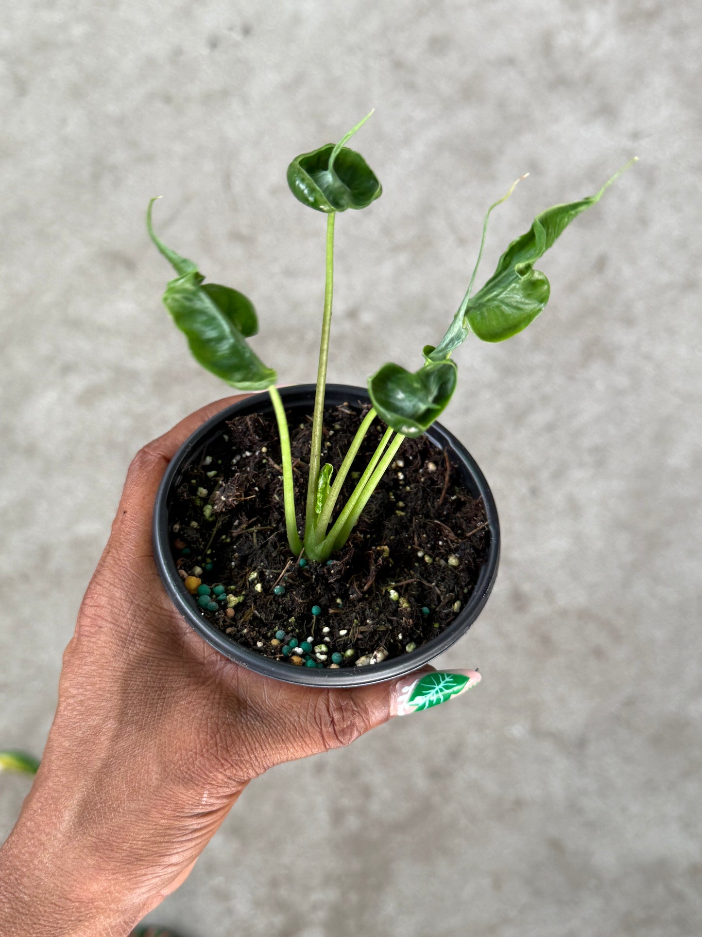 Alocasia 'Teletubbies'