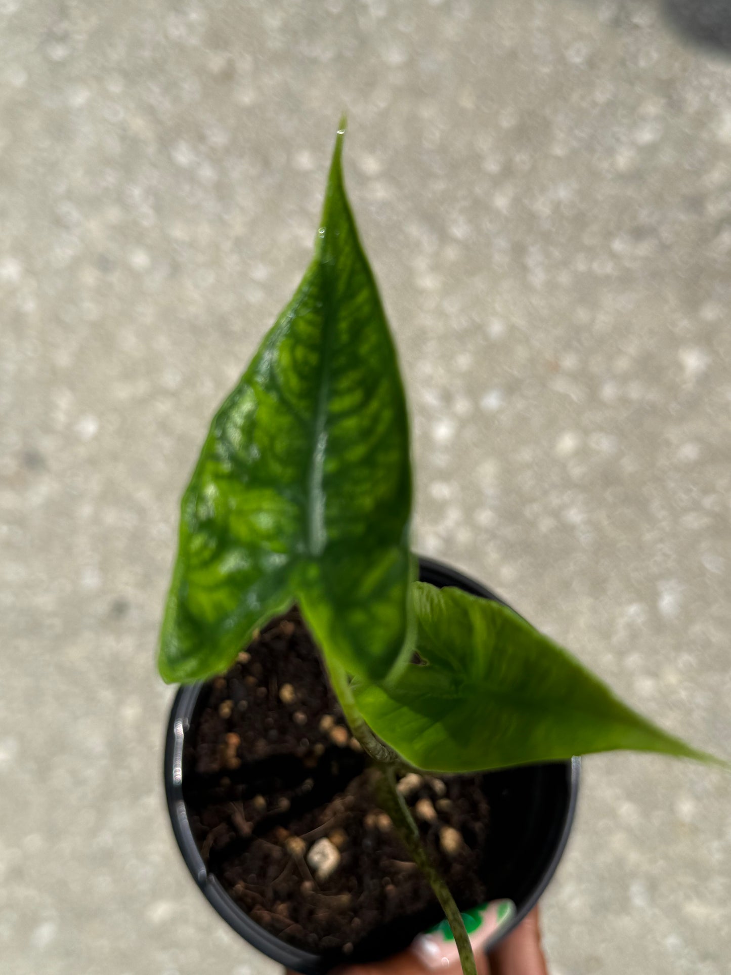 Alocasia 'Reticulata'