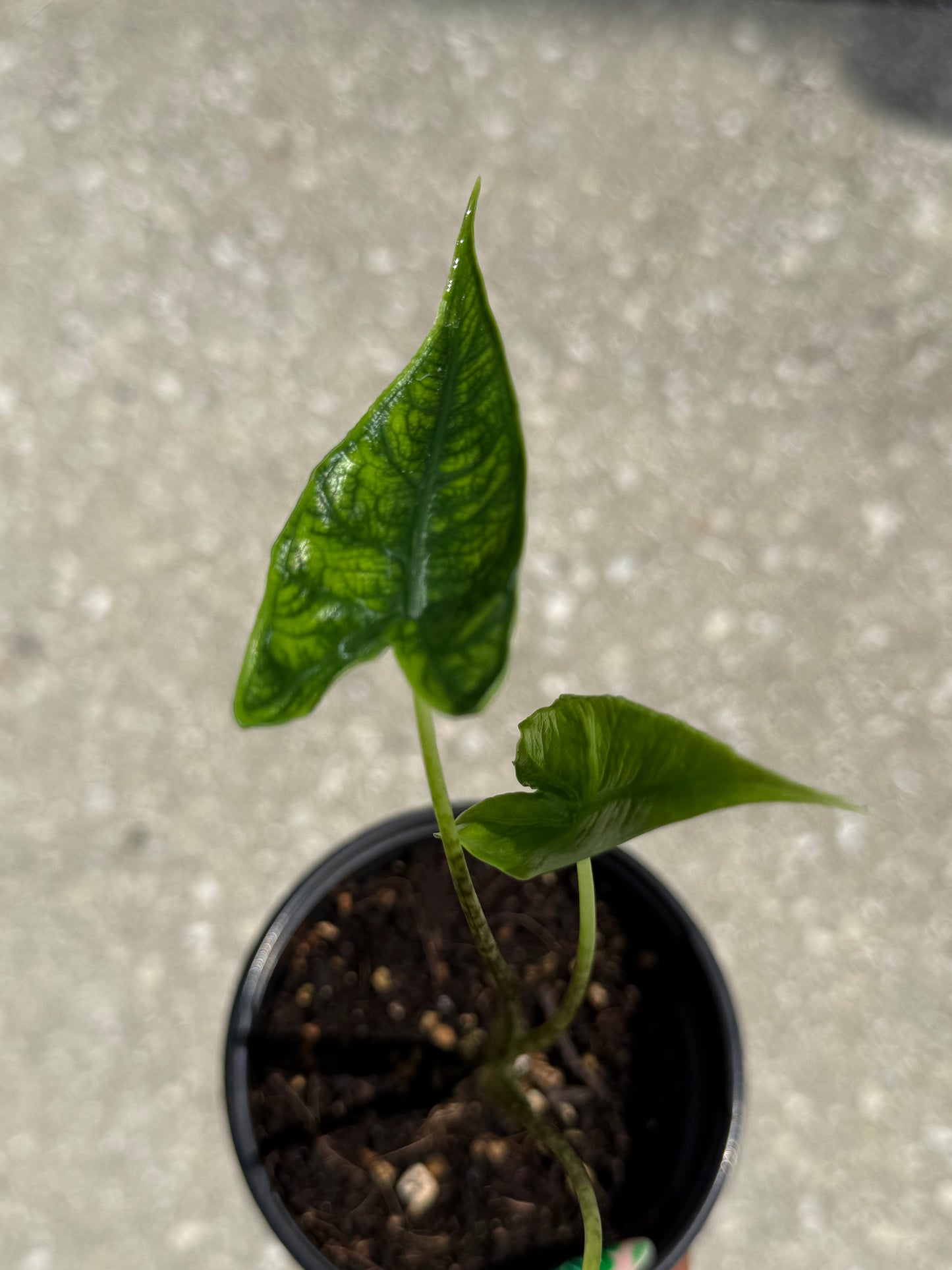 Alocasia 'Reticulata'