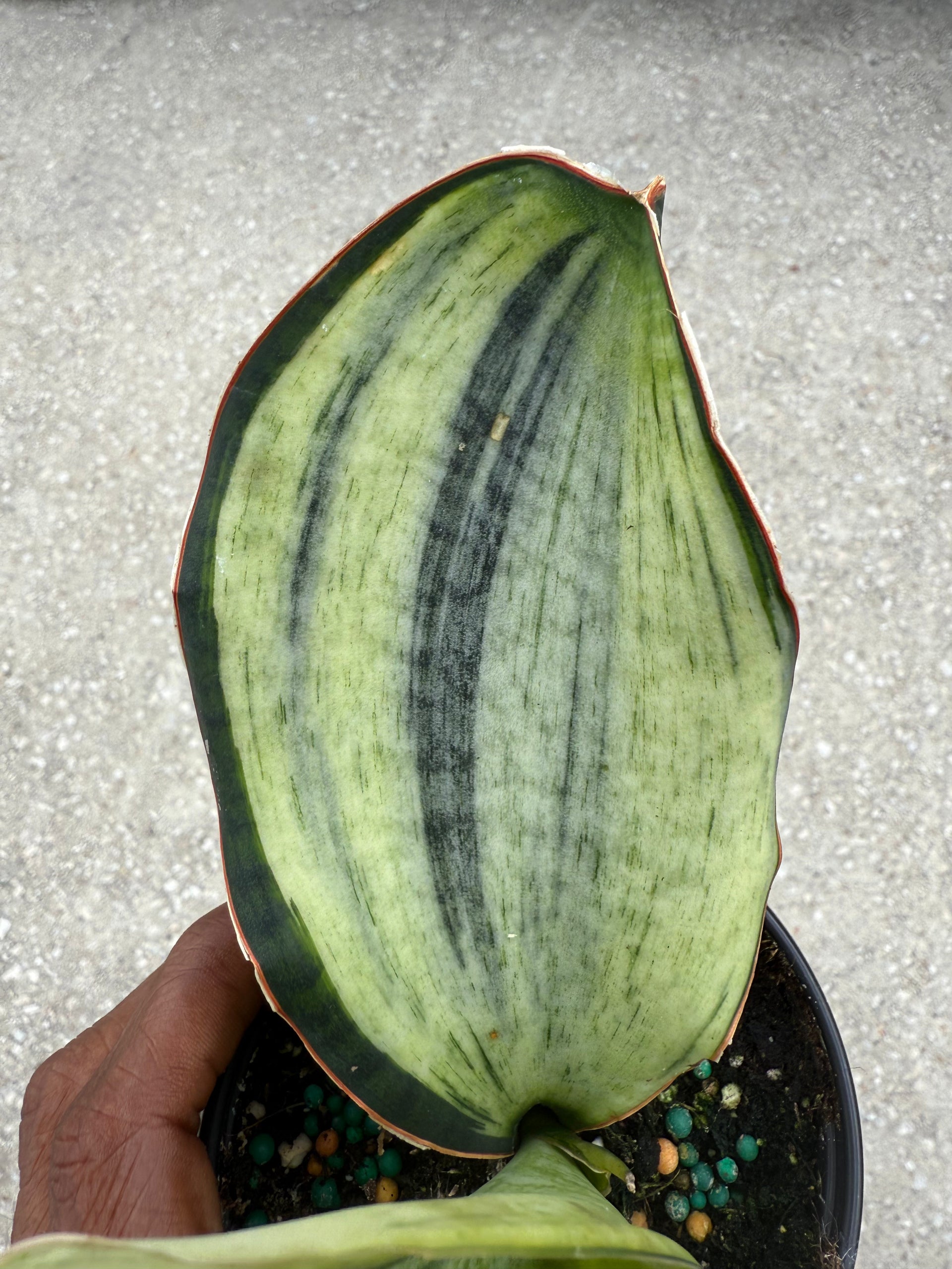 Sansevieria 'Bruda' Mint – Prop & Grow Plant Shop