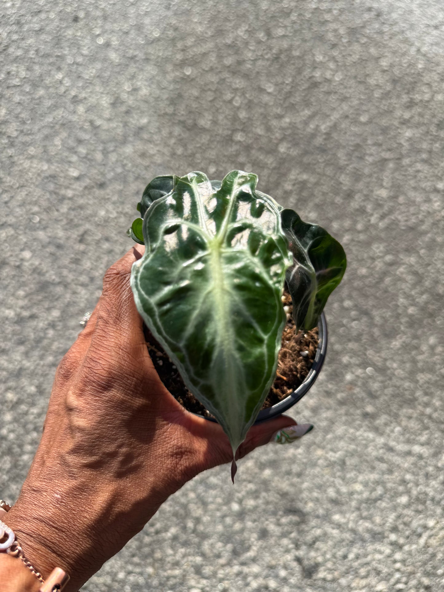 Alocasia ‘Venom’