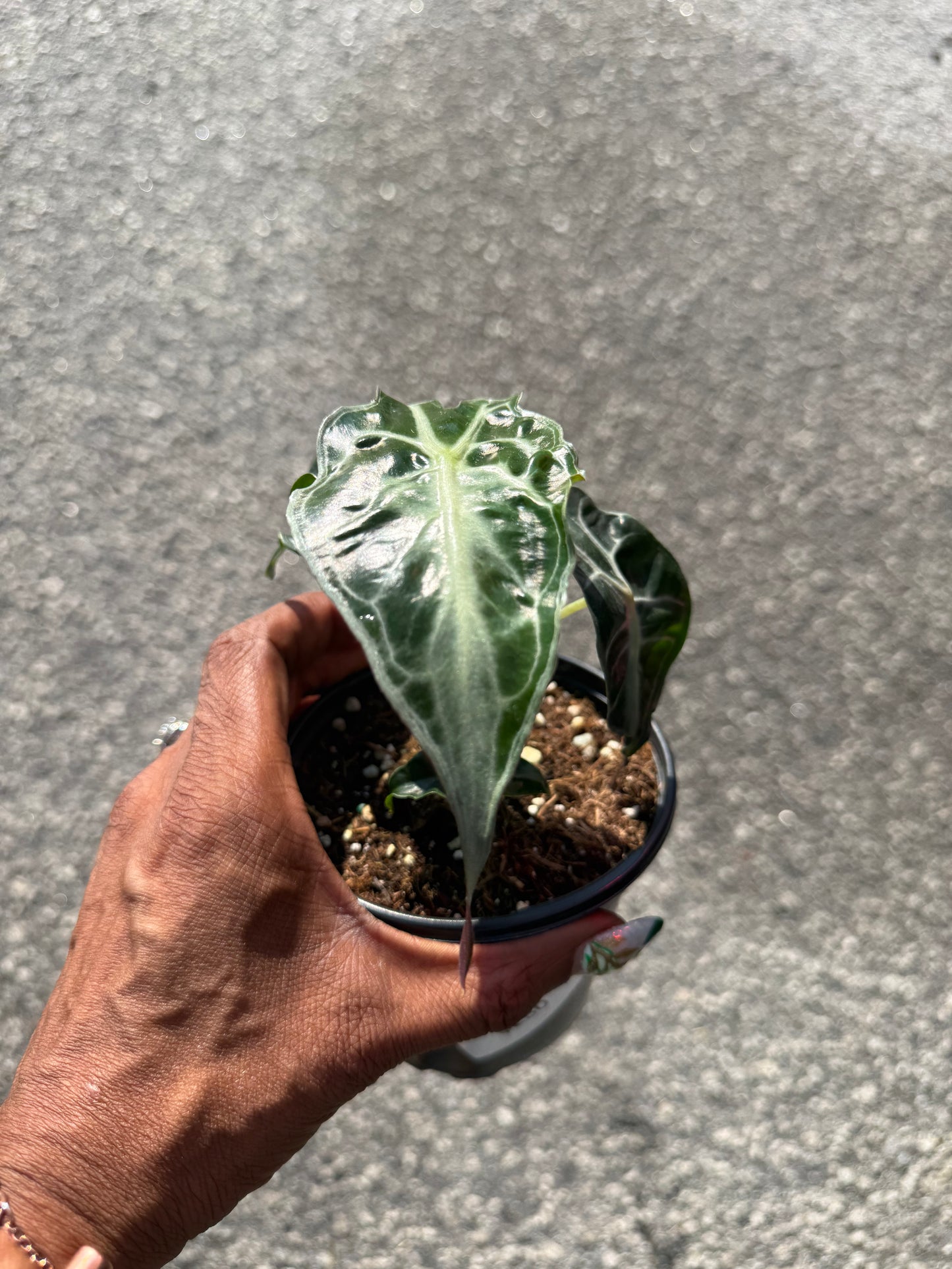 Alocasia ‘Venom’