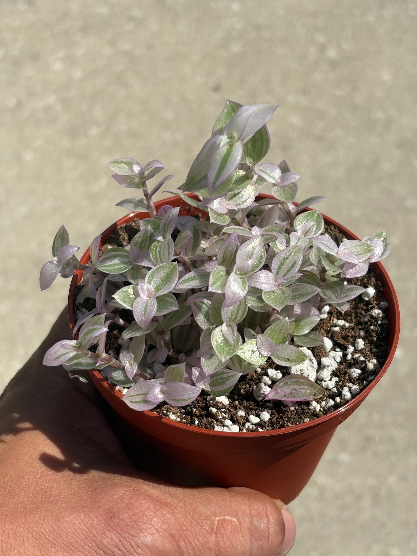 Tradescantia Pink Panther