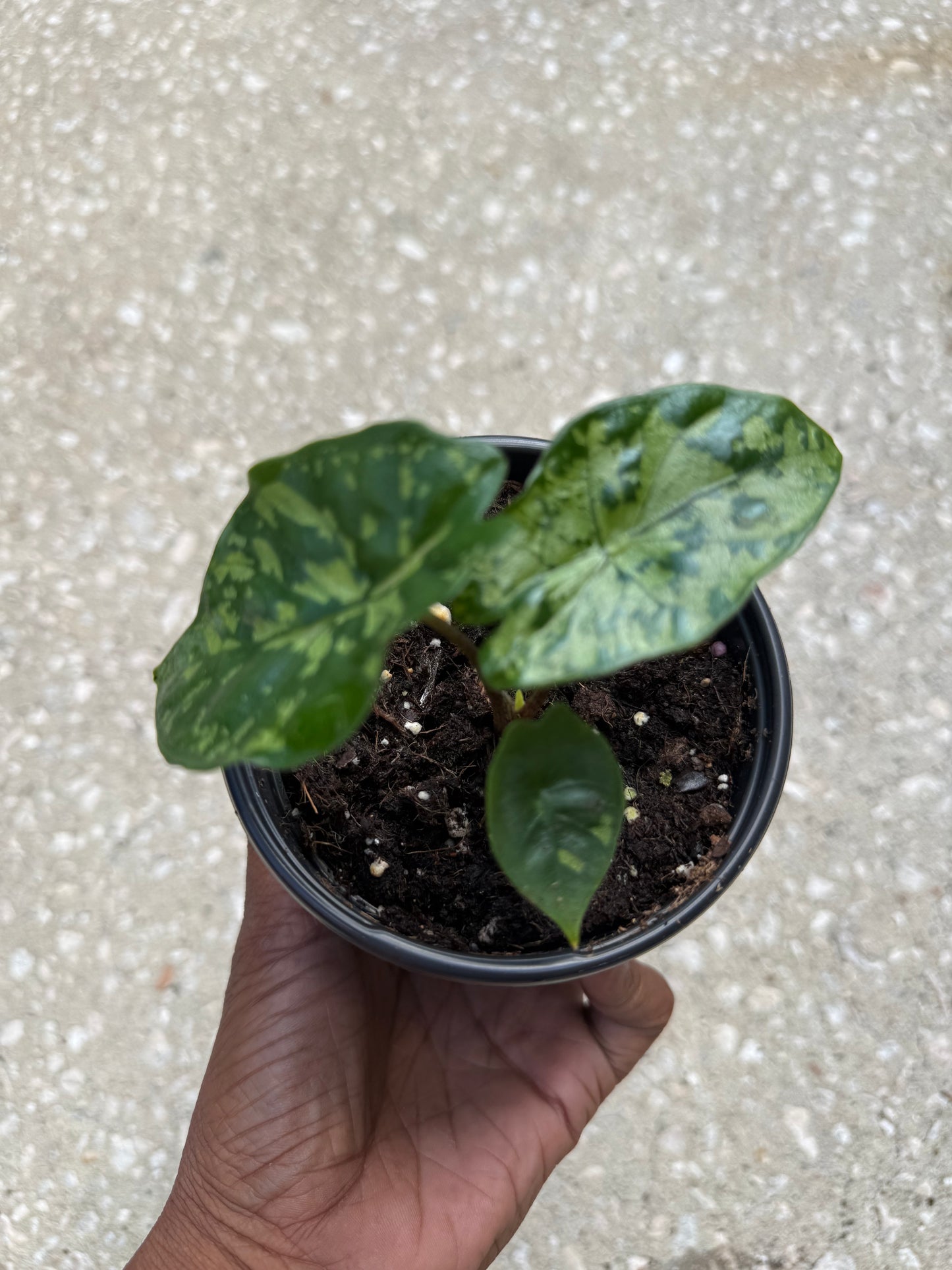 Alocasia ‘Shattered Glass’