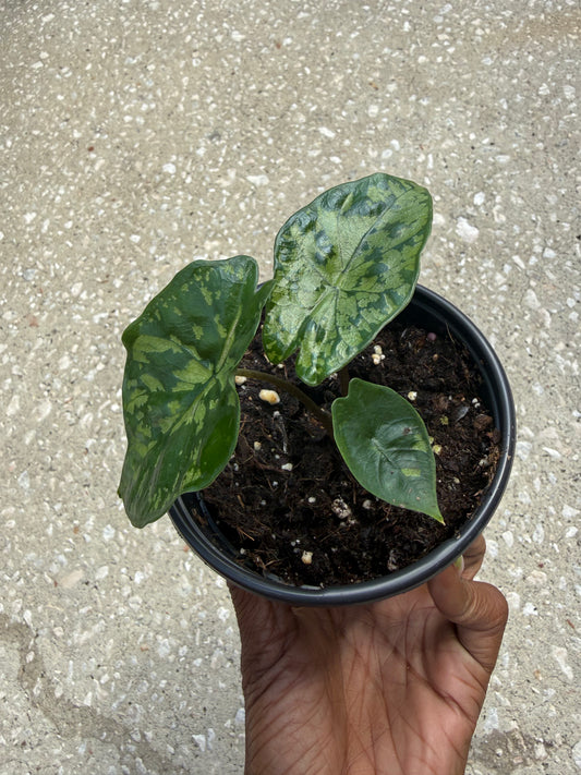 Alocasia ‘Shattered Glass’