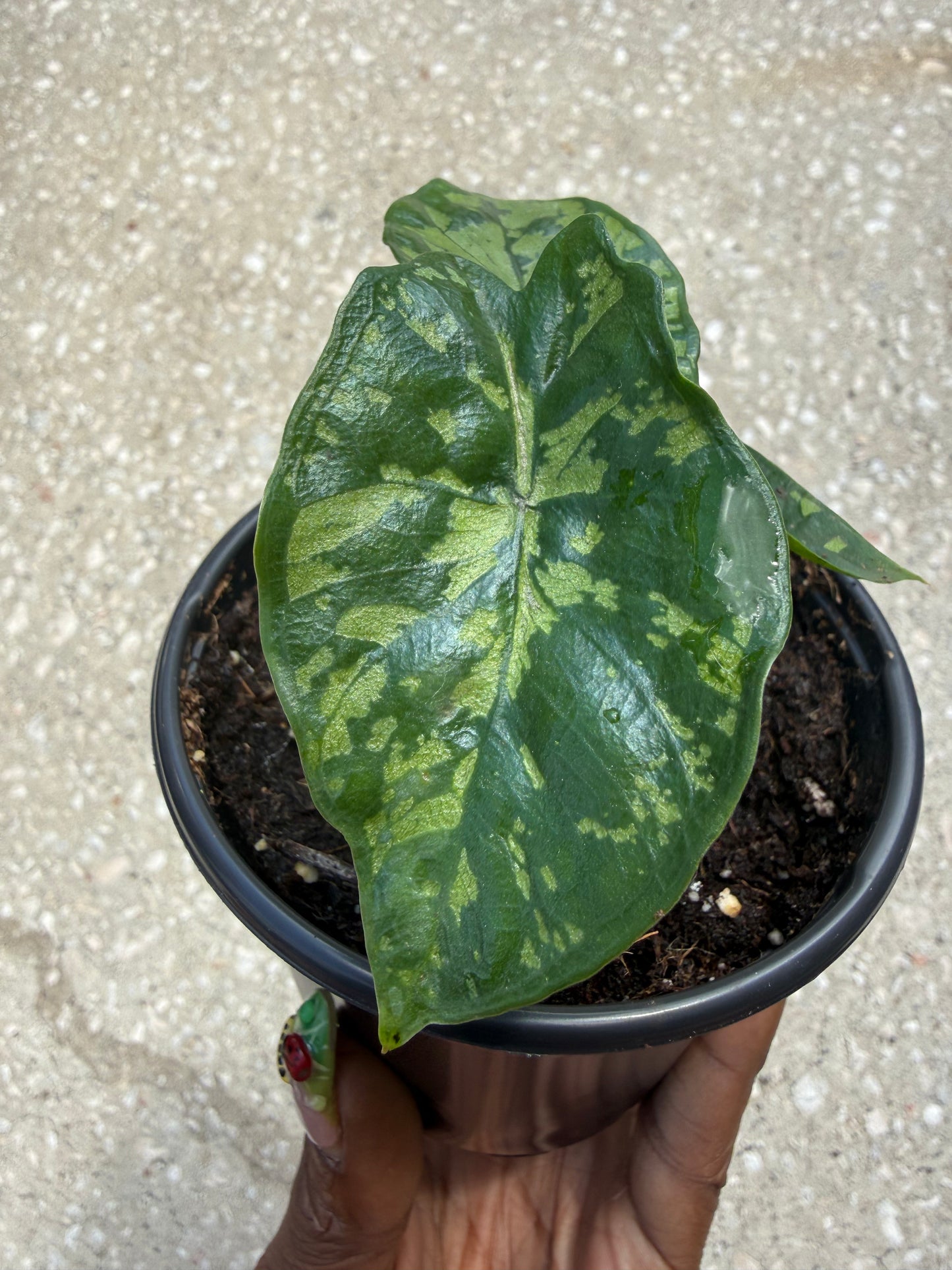 Alocasia ‘Shattered Glass’