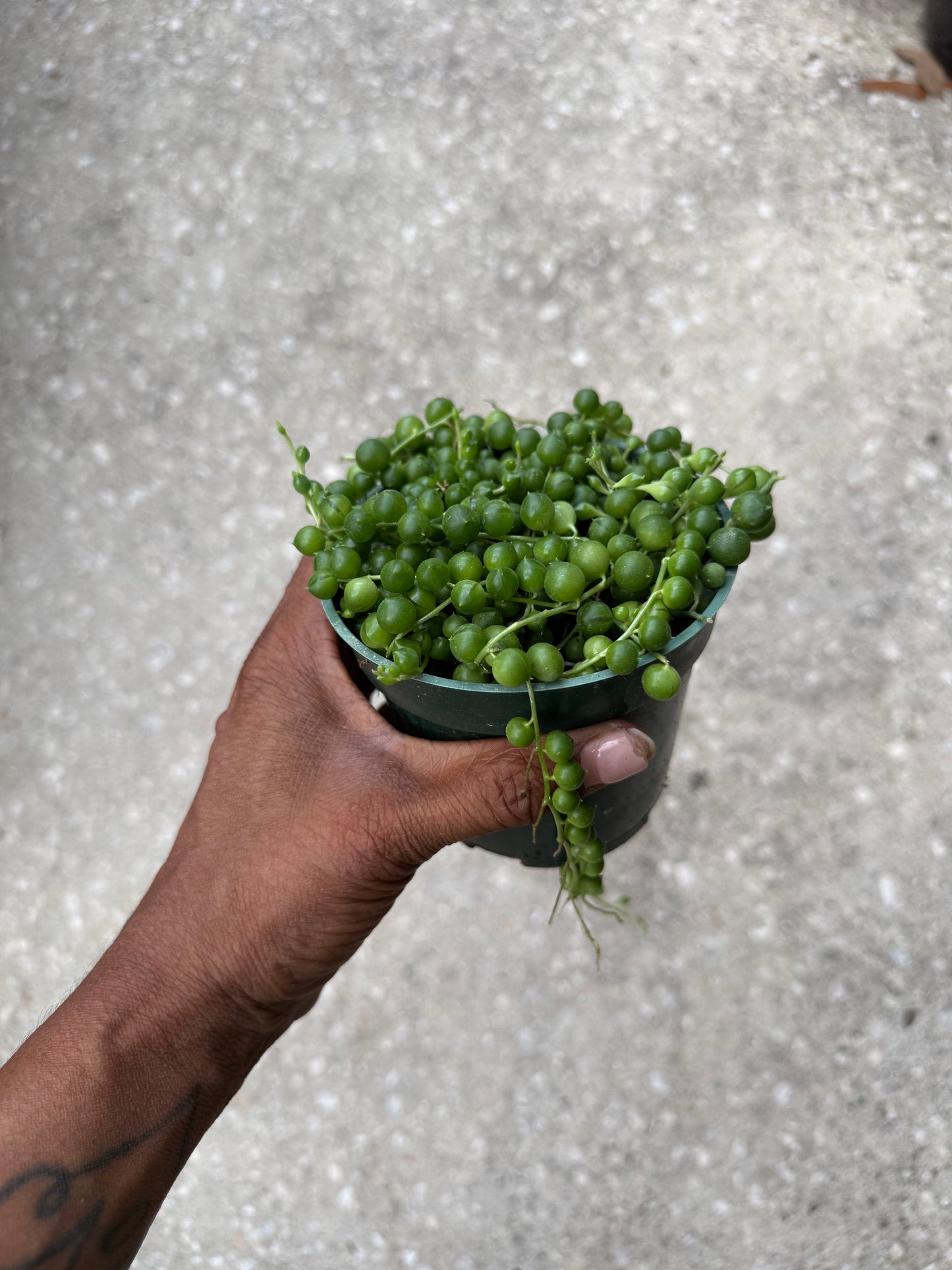 Senecio Rowleyanus 'String of Pearls'