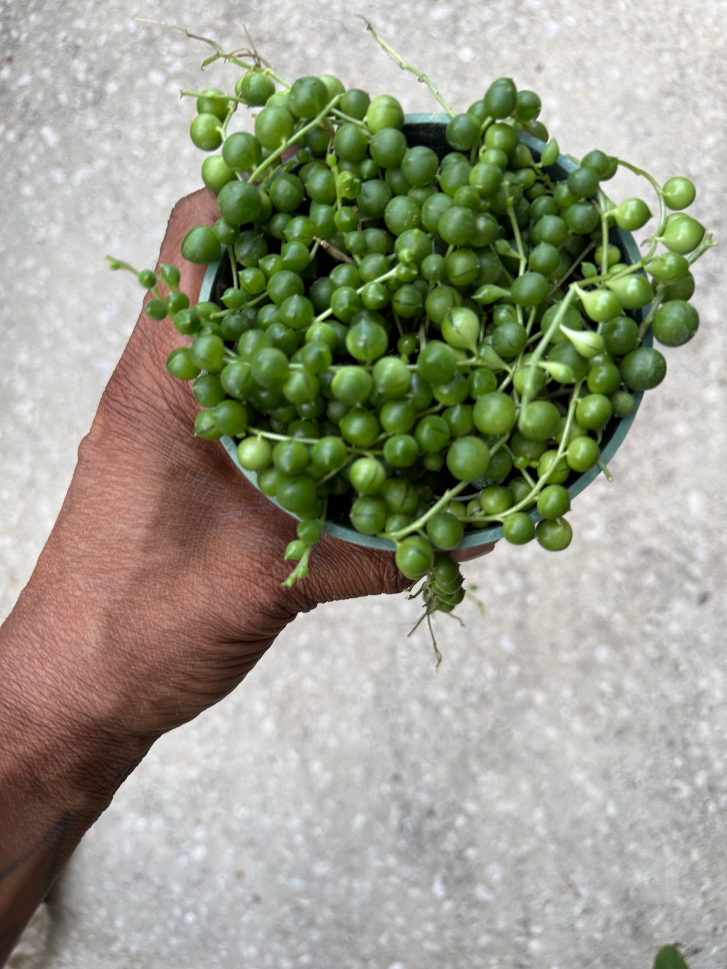 Senecio Rowleyanus 'String of Pearls'