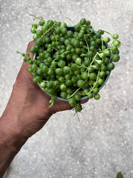Senecio Rowleyanus 'String of Pearls'