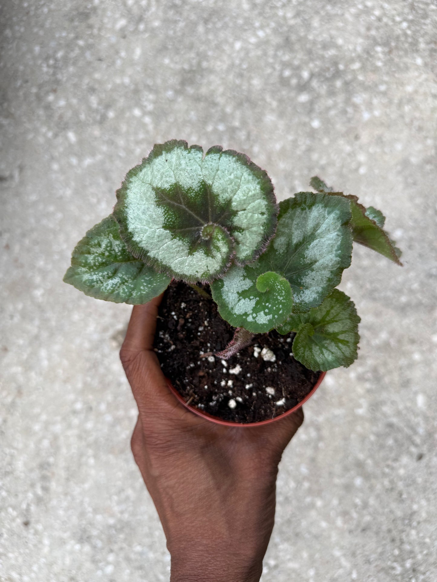 Begonia Escargot