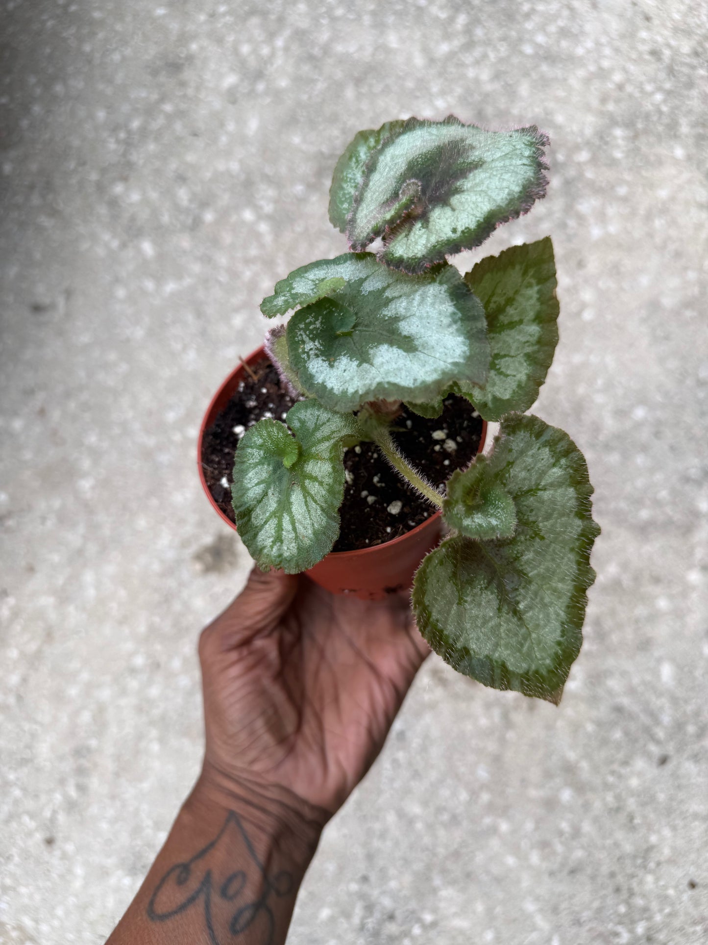 Begonia Escargot