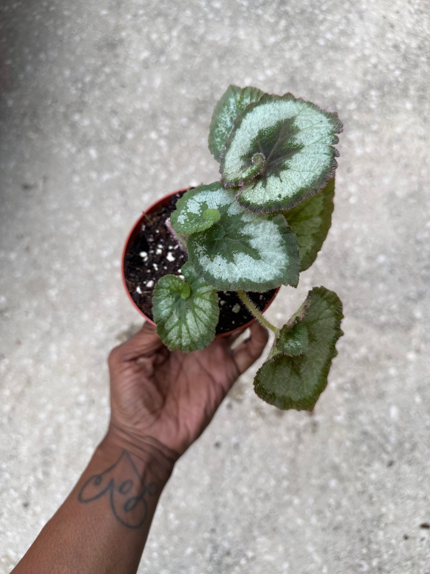 Begonia Escargot