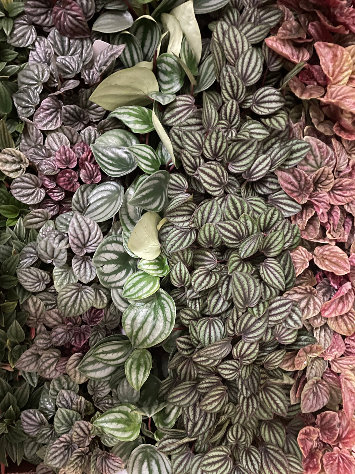 Prop & Grow Plant Shop – Prop & Grow Plant Shop