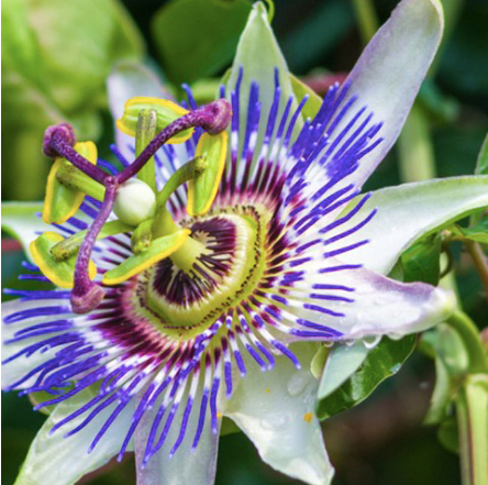 Passion Fruit-Possum Purple