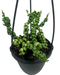 Dischidia Nummularia Dragon Jade