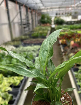 Peace Lily-Variegated "Domino"