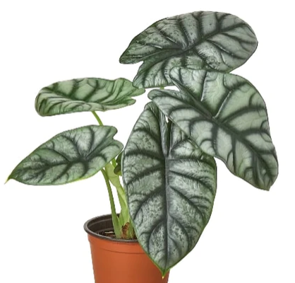 Alocasia Silver Dragon