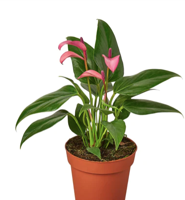 Anthurium Purple