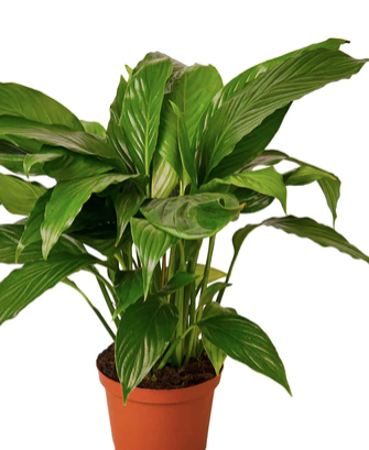 Peace Lily-Spathiphyllum