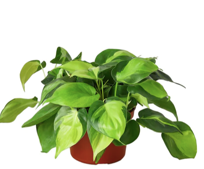 Philodendron Brasil